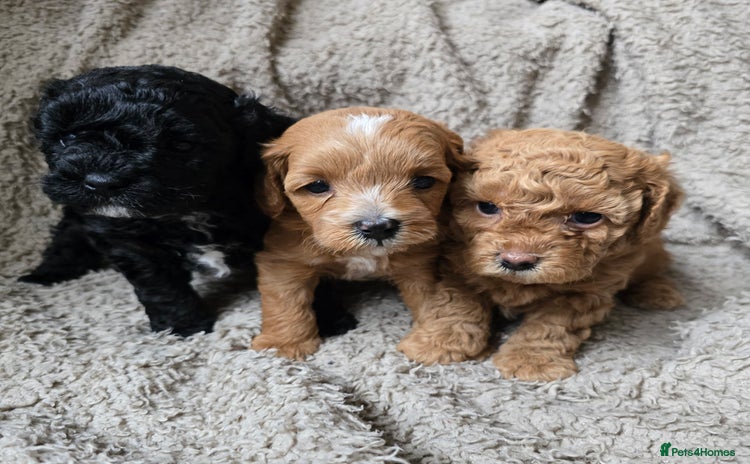 Shihpoo dogs - Advert 6