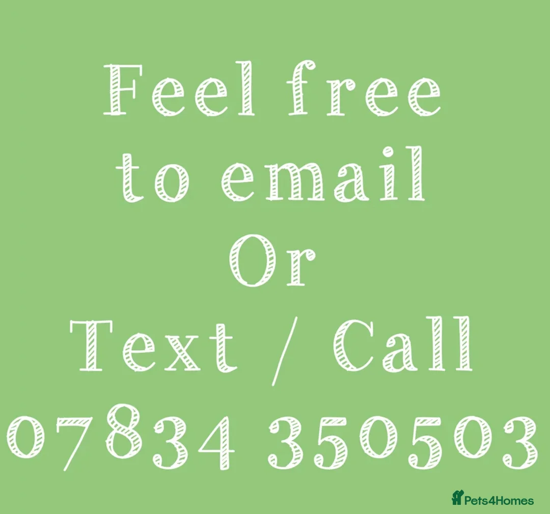 Cocker Spaniel dogs for stud: KC GOLDEN SHOW COCKER STUD BEST HEALTH TESTED - Advert 2