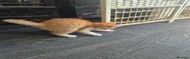 Ginger