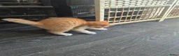 Mixed Breed cats for sale: Lovely kittens for good homes - Advert 2