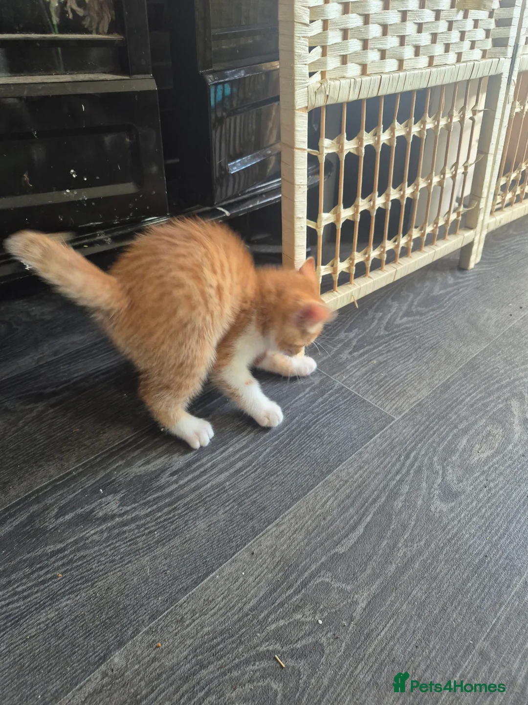 Mixed Breed cats for sale: Lovely kittens for good homes - Advert 2