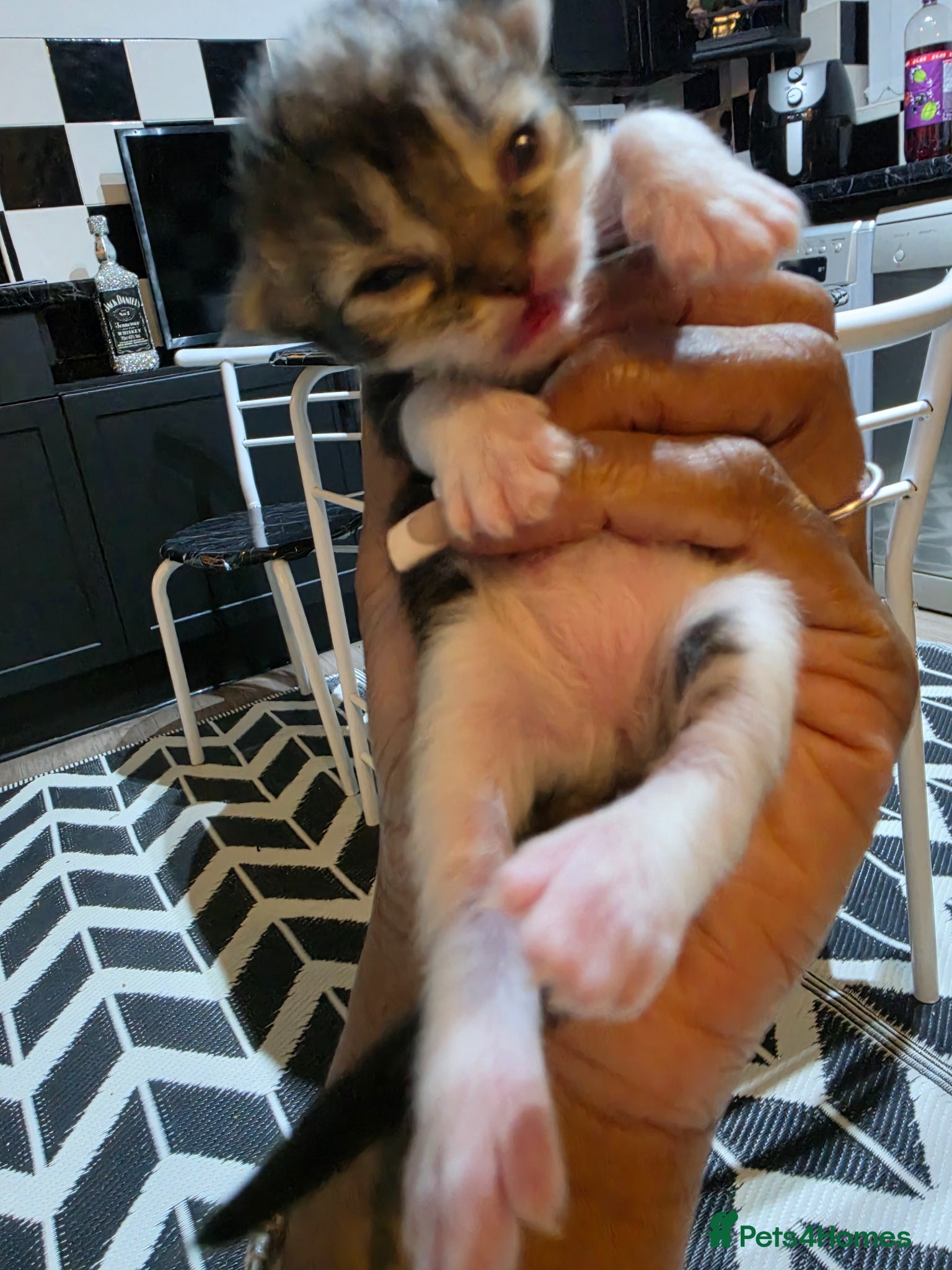 Persian cats for sale: Beautiful Persian Mix Kittens - Advert 18