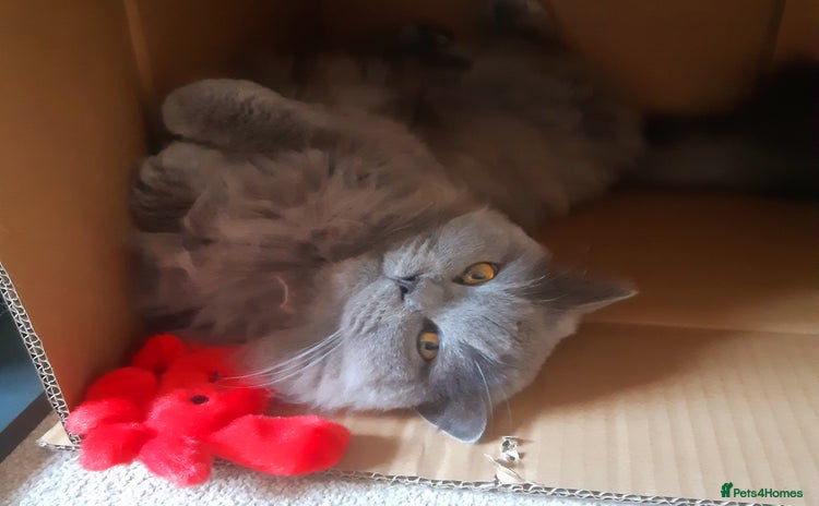 British Longhair cats - Advert 11