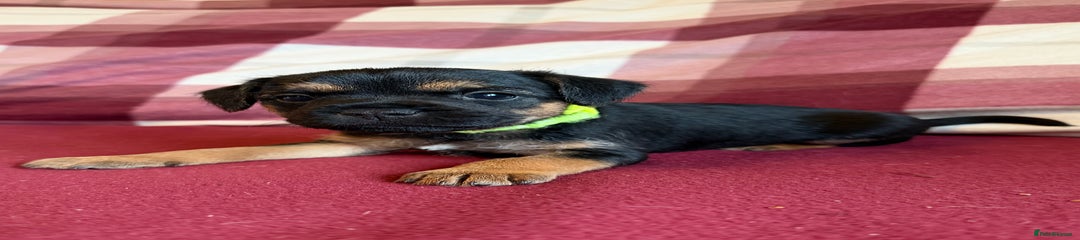 Green Collar Boy💚