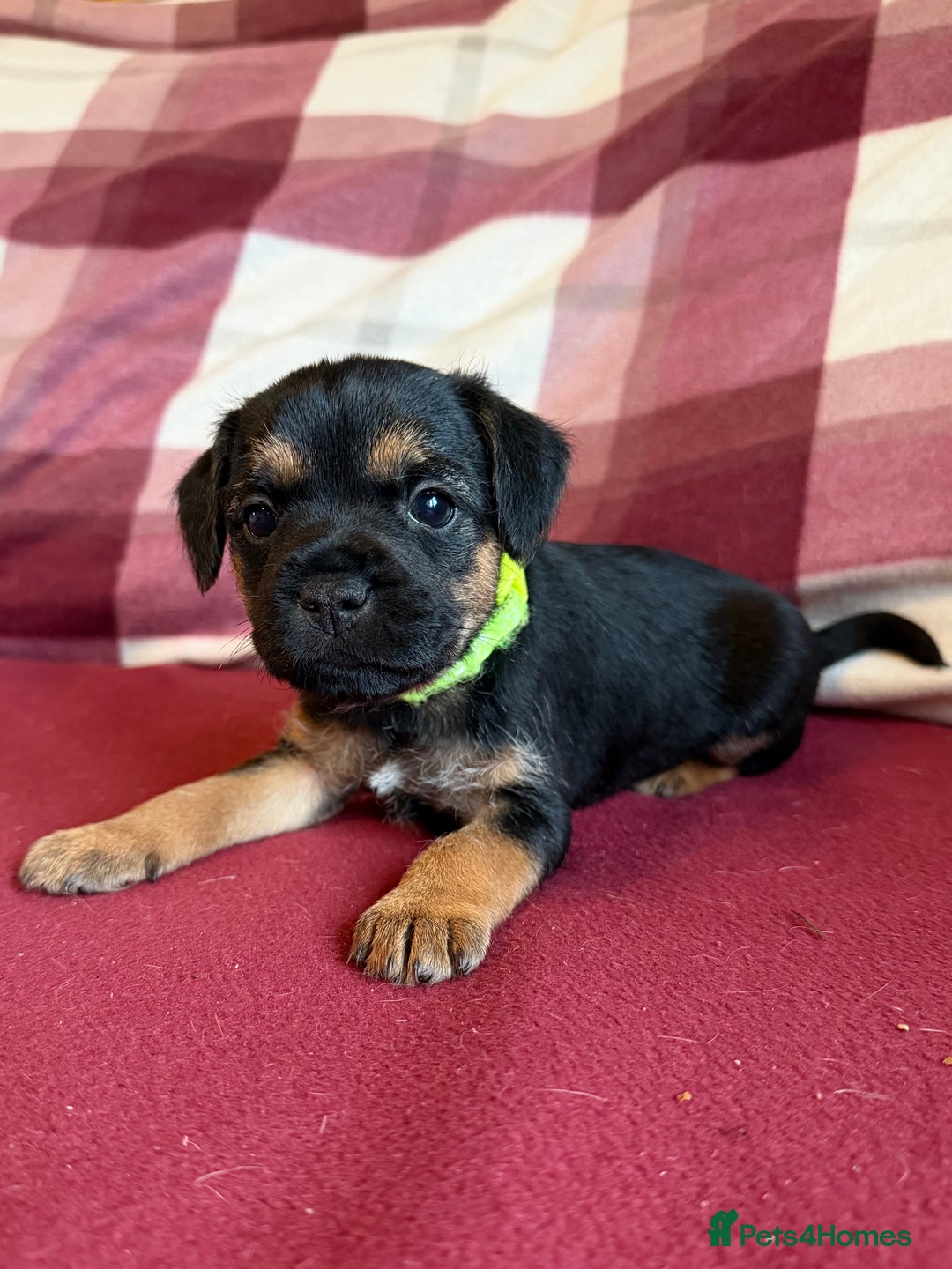 Border Terrier dogs for sale: Beautiful Border Terrier Puppies😍 - Advert 7