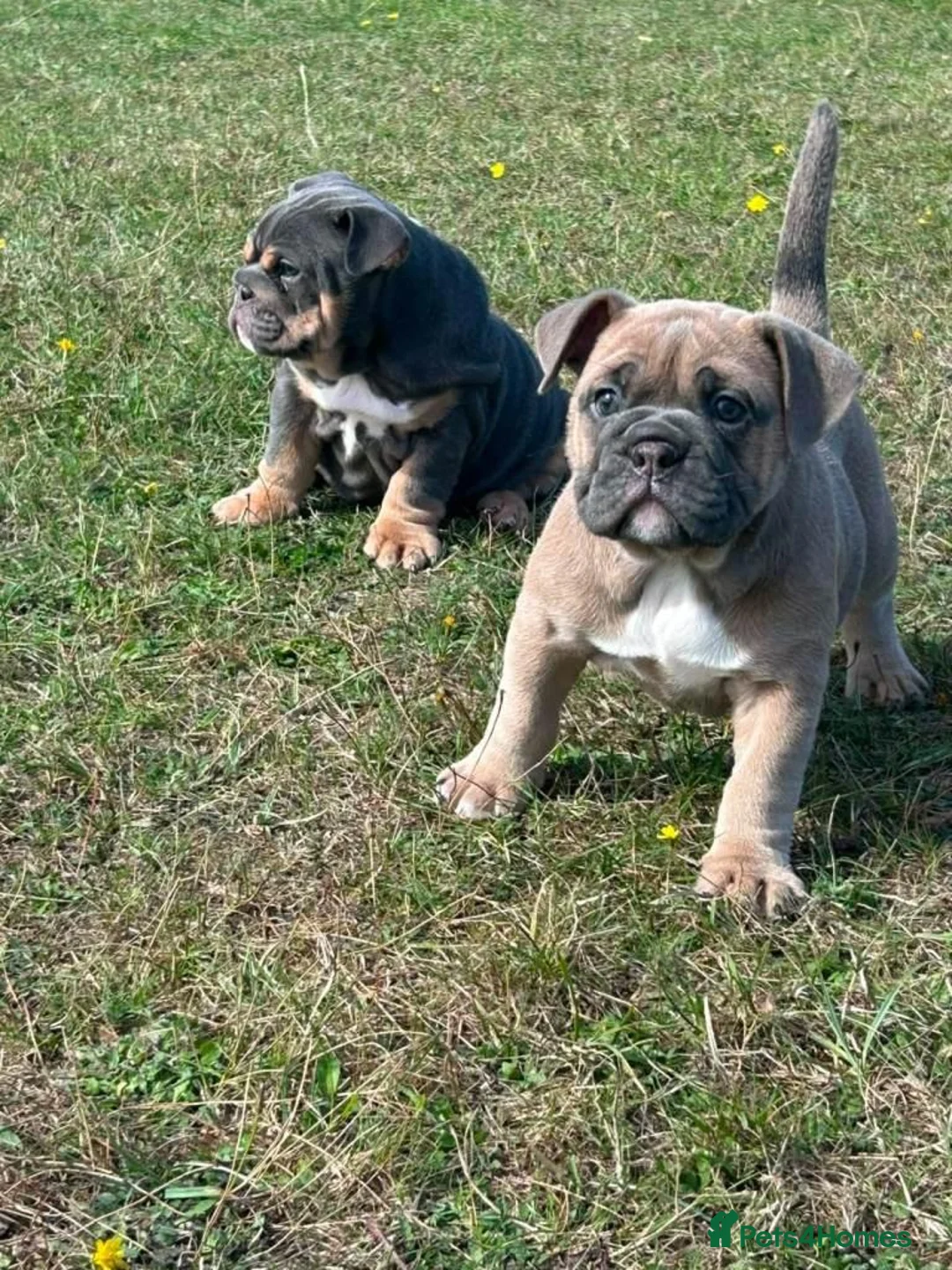 Olde English Bulldogge dogs for sale: Old English Bulldog Pups  in London - Advert 3