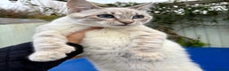 Keetso cats for sale: Superb polydactyl girl - Advert 22