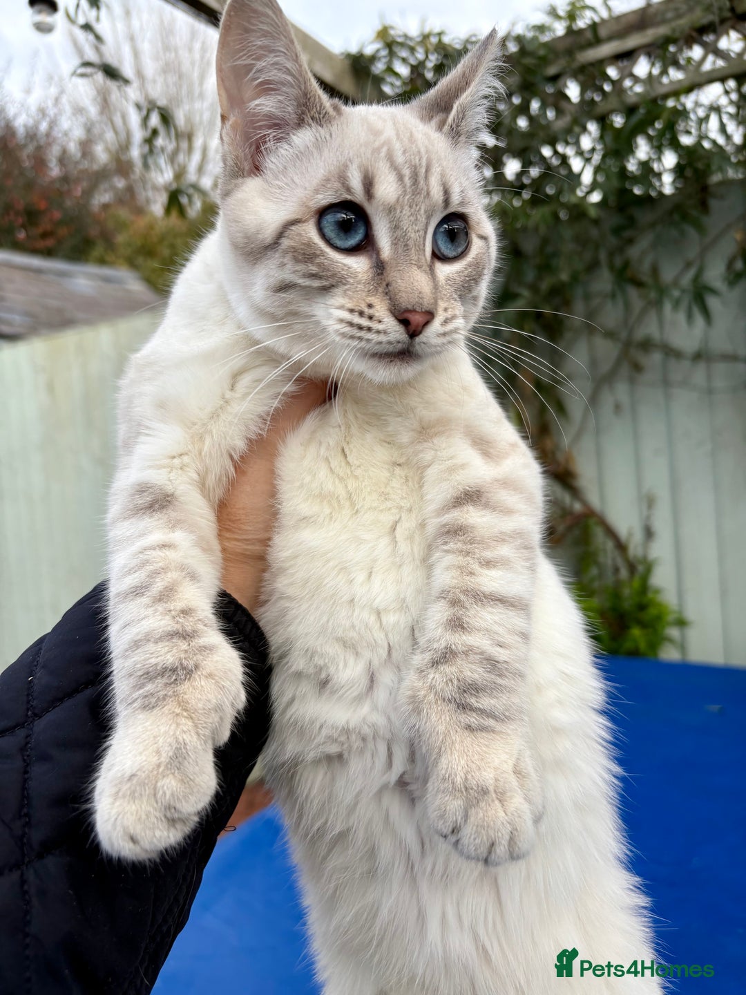 Keetso cats for sale: Superb polydactyl girl - Advert 22