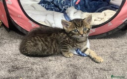 Mixed Breed cats for sale: Siberian x British Shorthair Kittens 💞 - Image 9