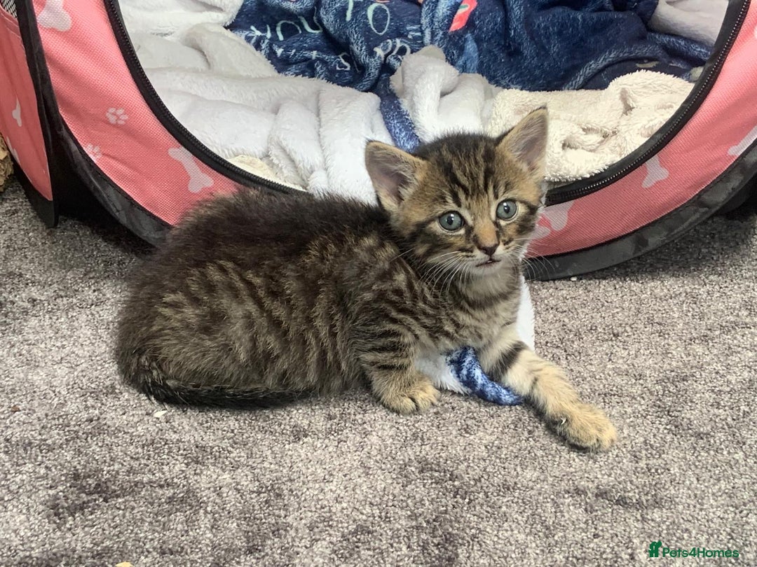 Mixed Breed cats for sale: Siberian x British Shorthair Kittens 💞 - Image 9