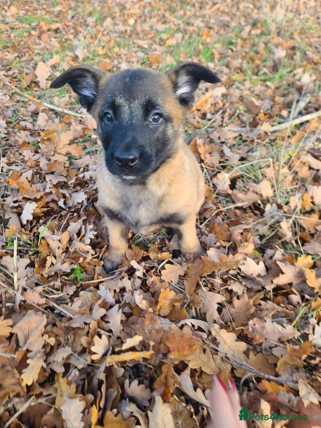 Mixed Breed dogs for sale: Belgium shepherd X German shepherd - Advert 10