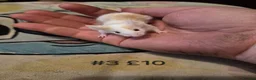 Mouse rodents for sale: 6 Cute Male Baby Fancy Mice - Advert 3
