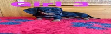 Miniature Dachshund Puppy 3