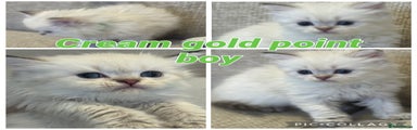 Cream golden point longhair boys (green collar)