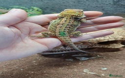 Bearded Dragon reptiles for sale: Baby bearded dragons  - Image 4