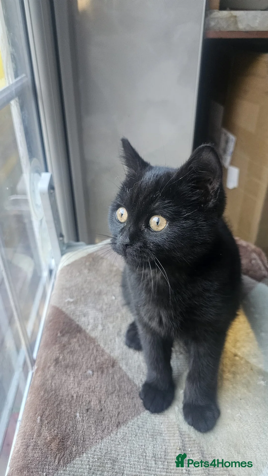 British Shorthair cats for sale: Gorgeous British Shorthair Kittens Ready Now! - Advert 17