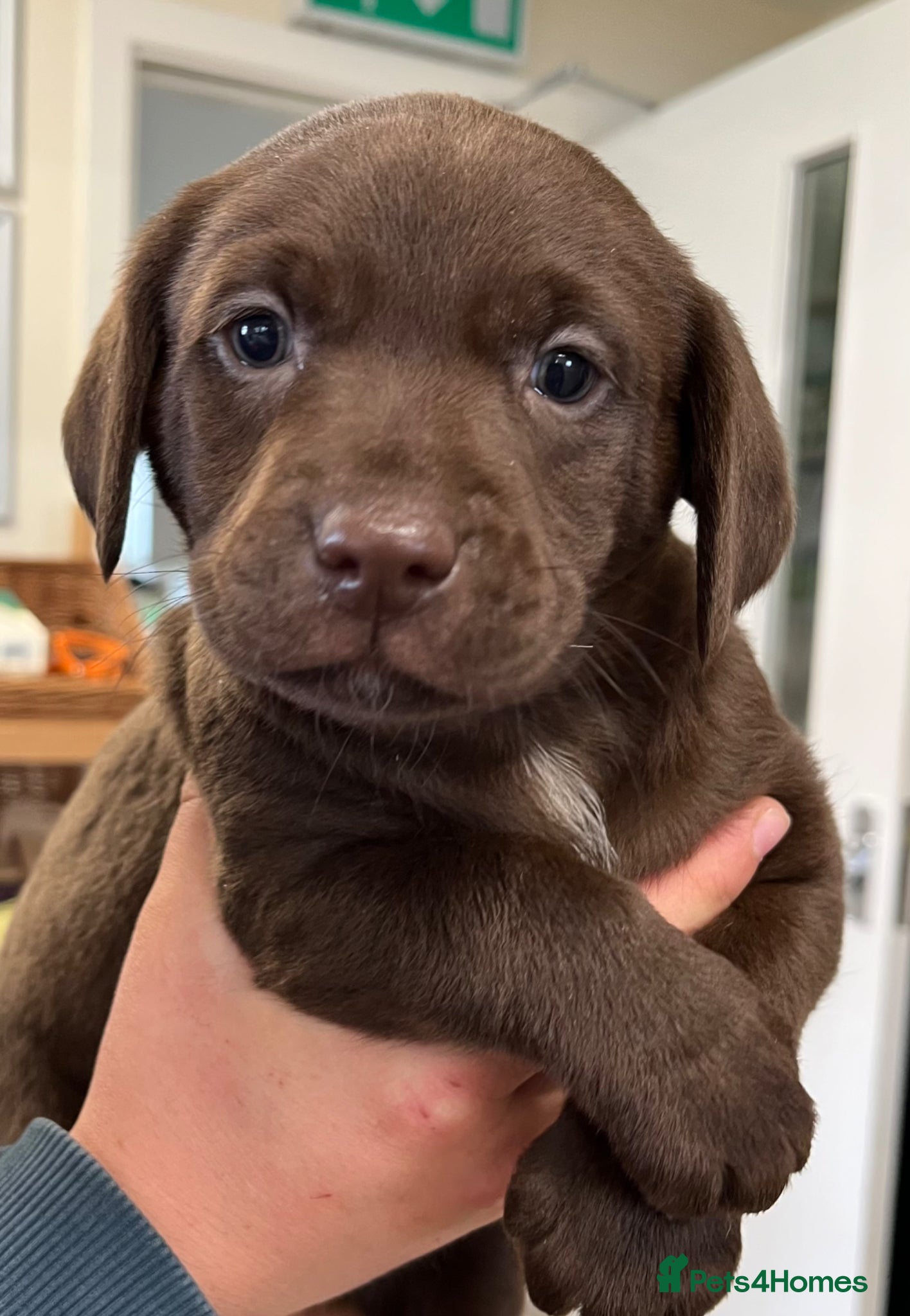 Labrador Retriever dogs Fully Health Tested KC Registered Labrador puppies - Advert 2