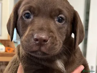 Labrador Retriever dogs Fully Health Tested KC Registered Labrador puppies - Advert 2