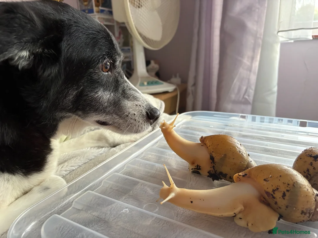 Snails invertebrates for sale: Giant African Land Snail  - Advert 2