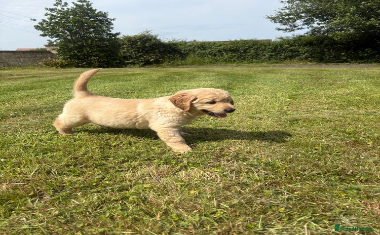 Golden Retriever dogs in Stonehouse - Advert 10