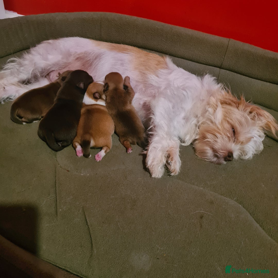 Mixed Breed dogs for sale: Pomchi x shih-tzu/ chihuahua  - Image 6