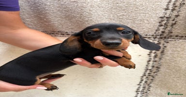 Miniature Dachshund dogs - Advert 2