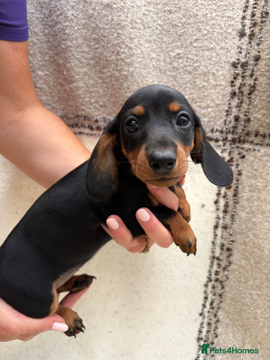 Miniature Dachshund dogs for sale: LAST GIRL!!🐶🖤KC MINIATURE DACHSHUND PUPPIES🖤🐶 - Image 5