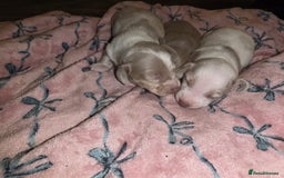 Dachshund dogs for sale: Mini daschund puppies - Image 11