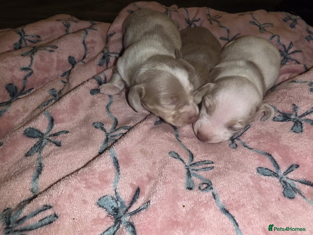 Dachshund dogs for sale: Mini daschund puppies - Image 11