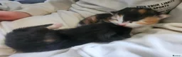 Mixed Breed cats for sale: Beautiful kittens for sale - Advert 4