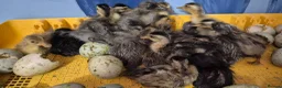 Ducks poultry for sale: Indian Runner ducklings  - Advert 1