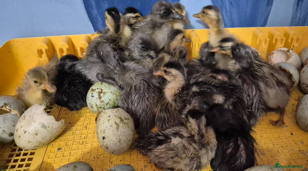 Ducks poultry for sale: Indian Runner ducklings  - Advert 1