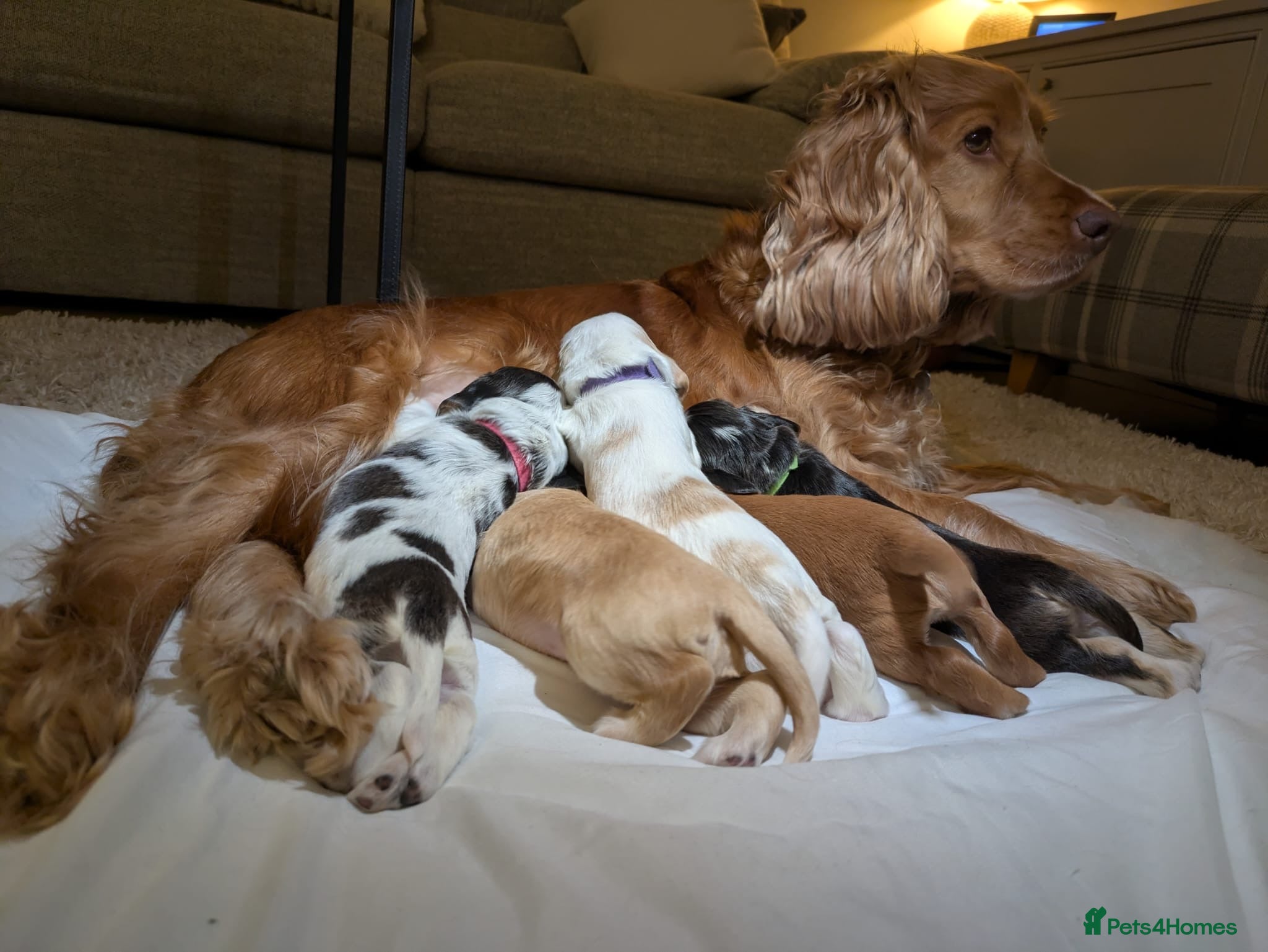 Cocker Spaniel dogs KC show cocker spaniel puppies  - Advert 6