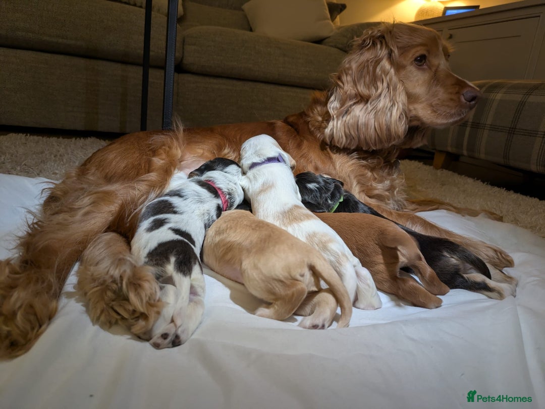 Cocker Spaniel dogs for sale: KC show cocker spaniel puppies  - Advert 1