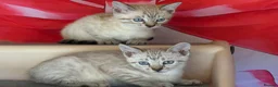 Bengal cats for sale: Blue eyed snow bengals  - Advert 5