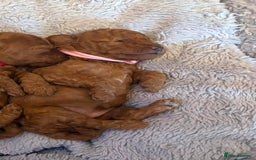 Cockapoo dogs for sale: Beautiful Cockapoo puppies - Image 5