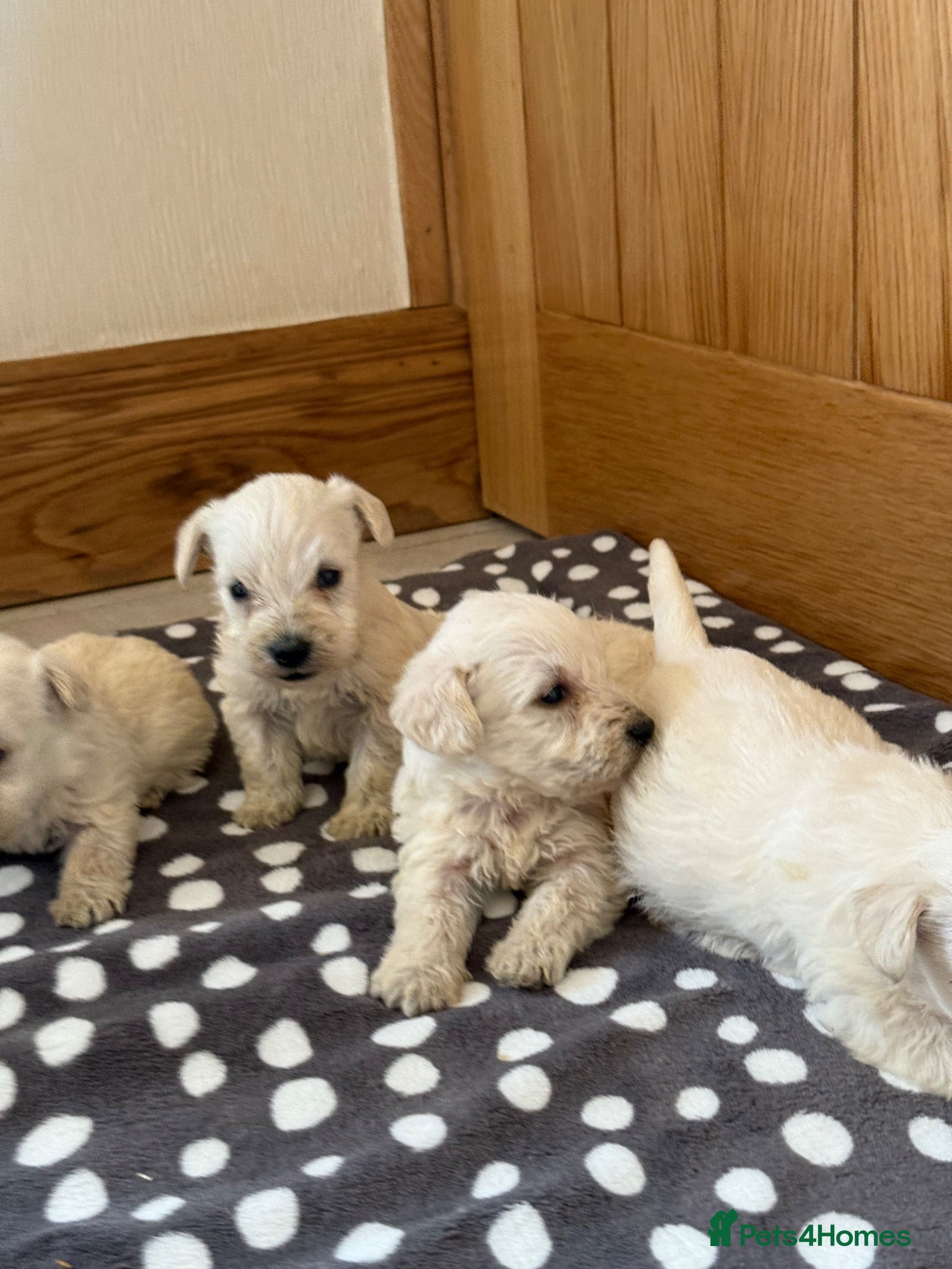 Westiepoo dogs Westie-poos - Advert 3