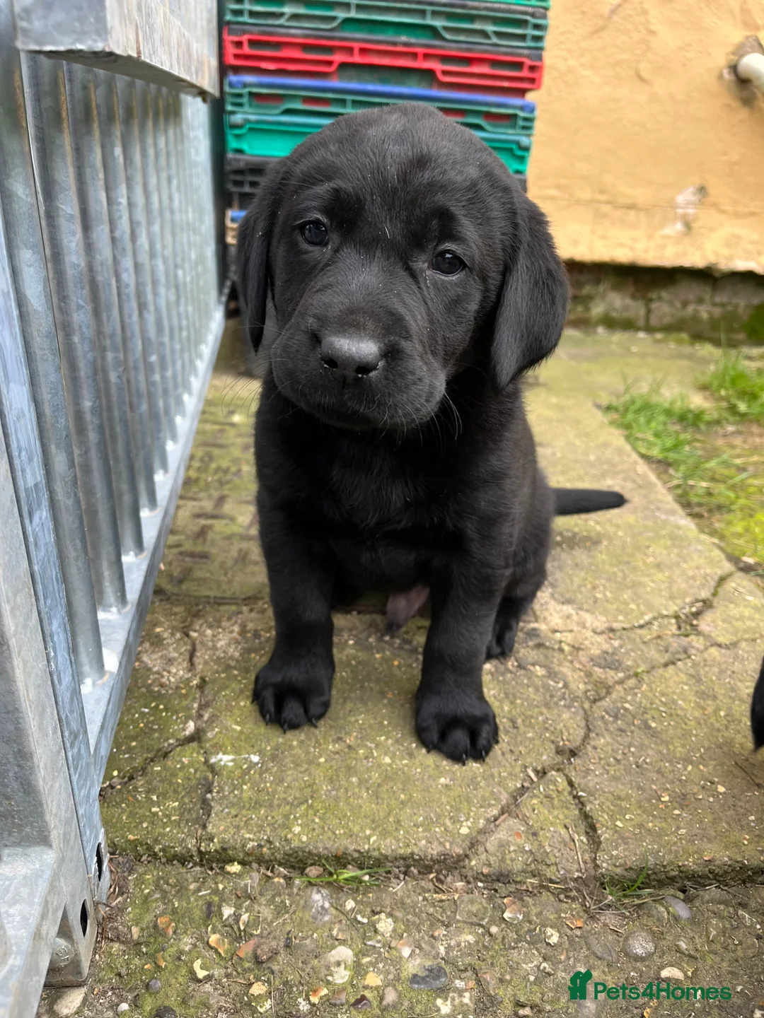 Labrador Retriever dogs for sale: Working Labrador puppies for sale - Advert 1