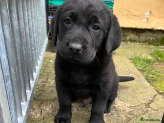 Labrador Retriever dogs Working Labrador puppies for sale - Advert 2