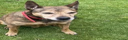 Mixed Breed dogs for adoption: 💙 Brandy Just Wants Someone to Come Home To in Cheltenham - Advert 6