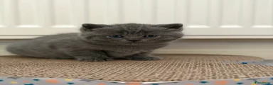 British shorthair Kitten 3