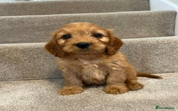 Cockapoo dogs for sale: Cockapoo puppies ready now  - Image 9