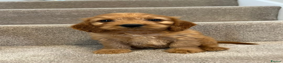 Cockapoo Puppy 3