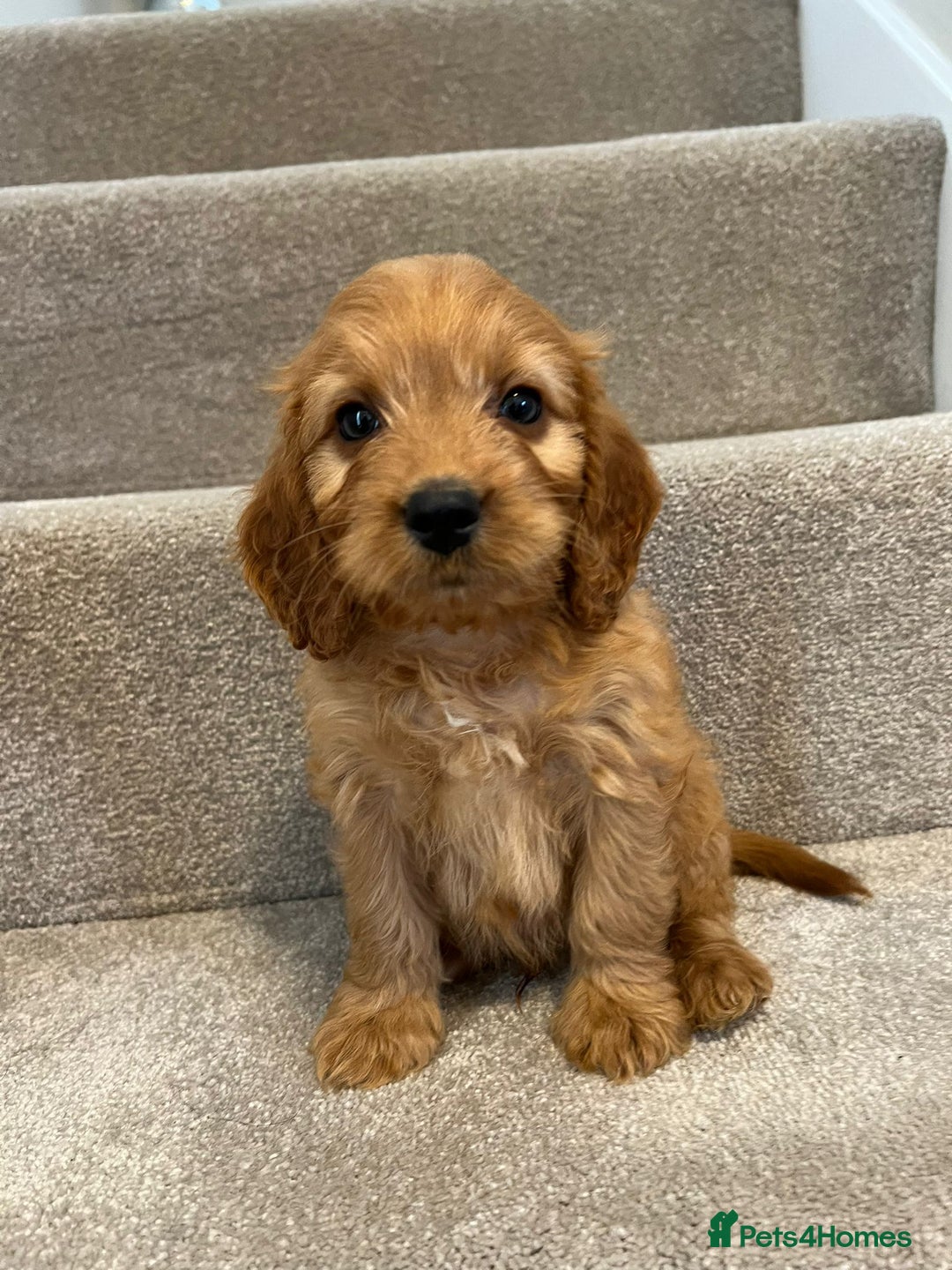Cockapoo dogs for sale: Cockapoo puppies ready now  - Image 9
