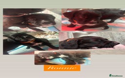 Mixed Breed dogs for sale:  Boxer-Doodle - Image 4
