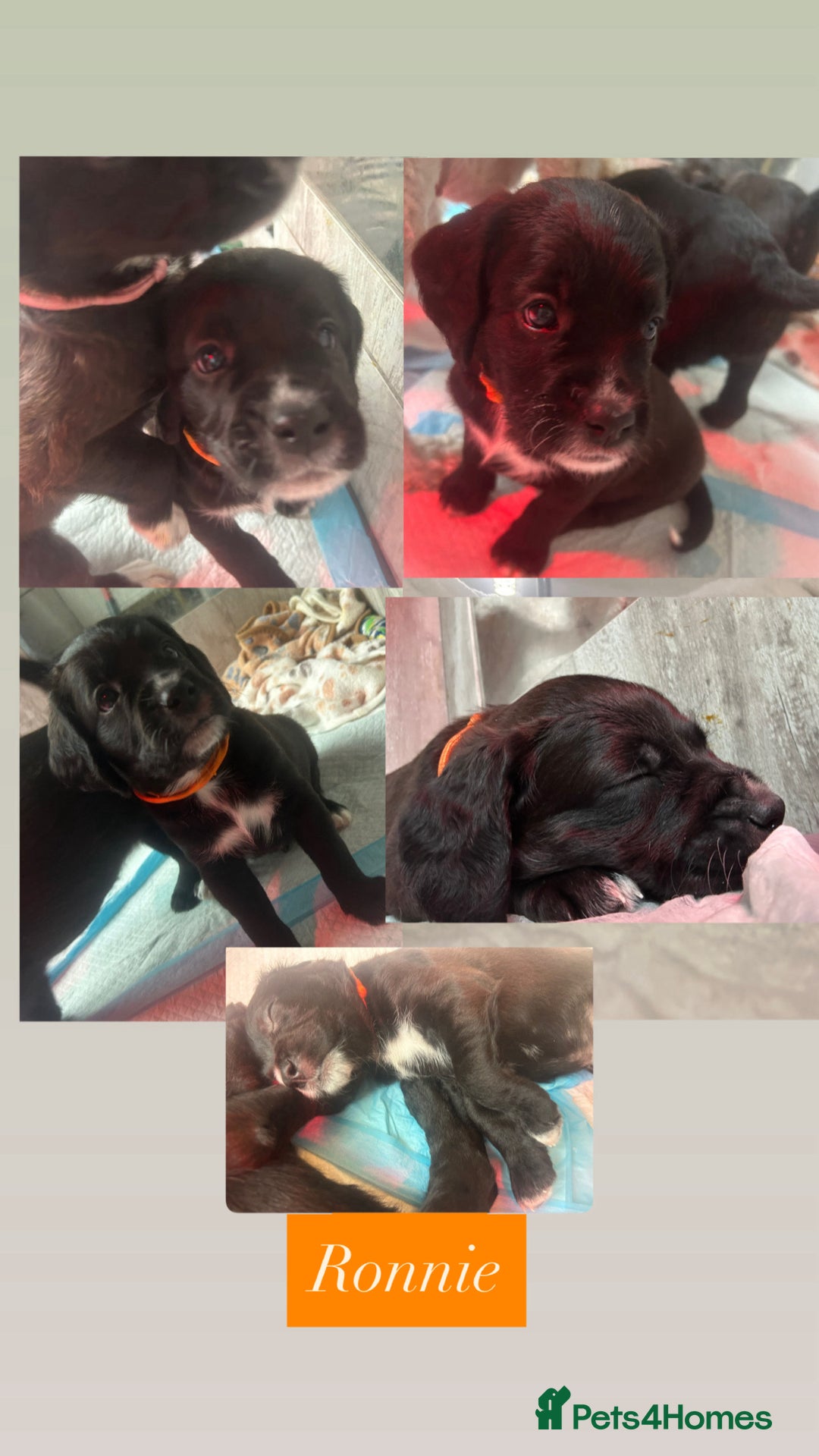 Mixed Breed dogs for sale:  Boxer-Doodle - Image 4