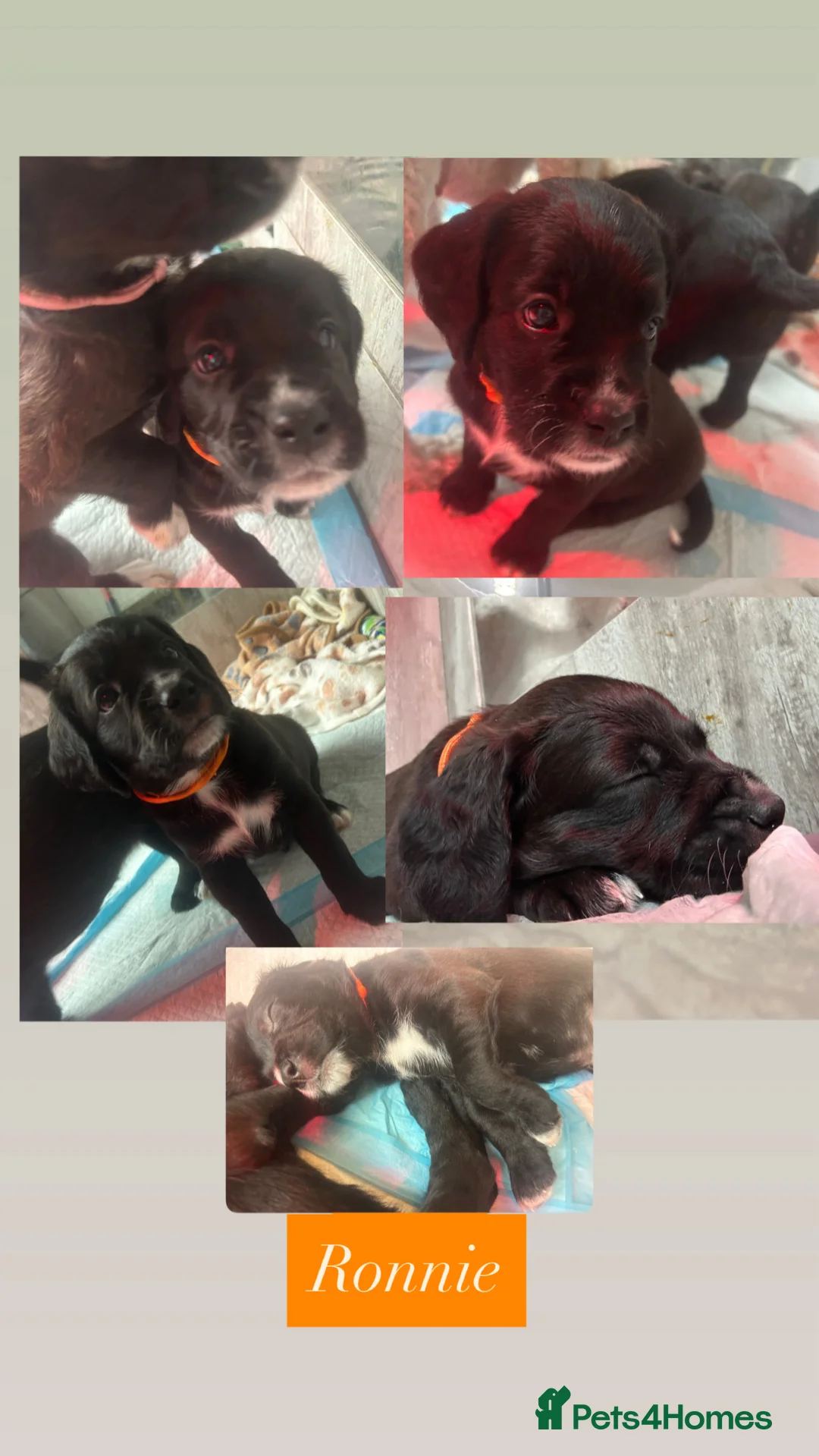 Mixed Breed dogs for sale:  Boxer-Doodle - Advert 14