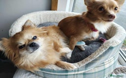 Chihuahua dogs for adoption: Please help our chihuahua mix girls  - Image 3