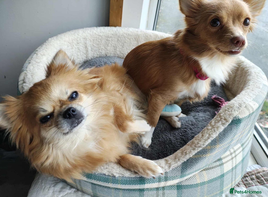 Chihuahua dogs for adoption: Please help our chihuahua mix girls  - Image 3