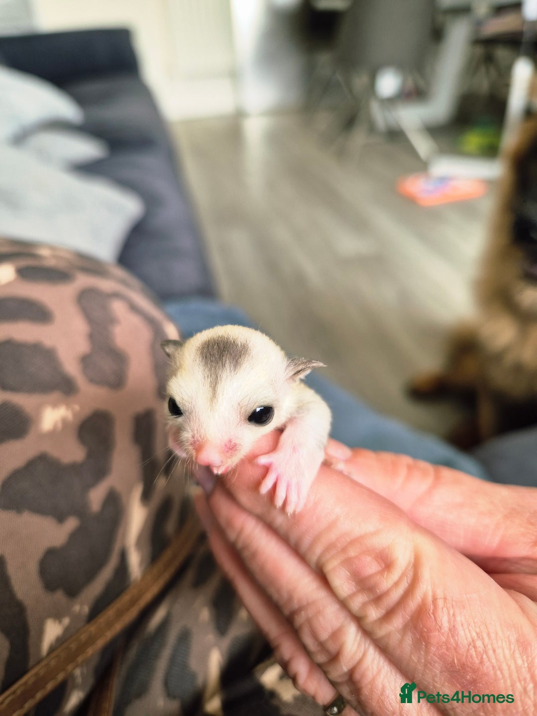 Sugar Glider rodents for sale: 4 baby sugar gliders ready 13th sept  - Image 5
